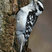 Downy Woodpecker